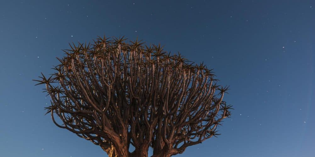The image shows a baobab tree in the Namib Desert at night, illuminated by the stars in the sky. The tree stands tall amongst the other trees and plants, surrounded by stones on the ground.