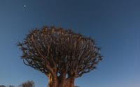 The image shows a baobab tree in the Namib Desert at night, illuminated by the stars in the sky. The tree stands tall amongst the other trees and plants, surrounded by stones on the ground.