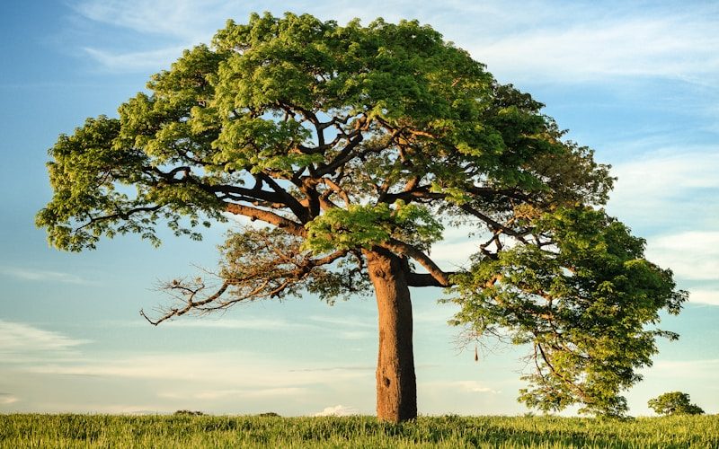 tree roots underground - The Faith of the Baobab Eye - Chapter VI – The Eternal Slogan tree roots underground - The Faith of the Baobab Eye - Chapter VI – The Eternal Slogan