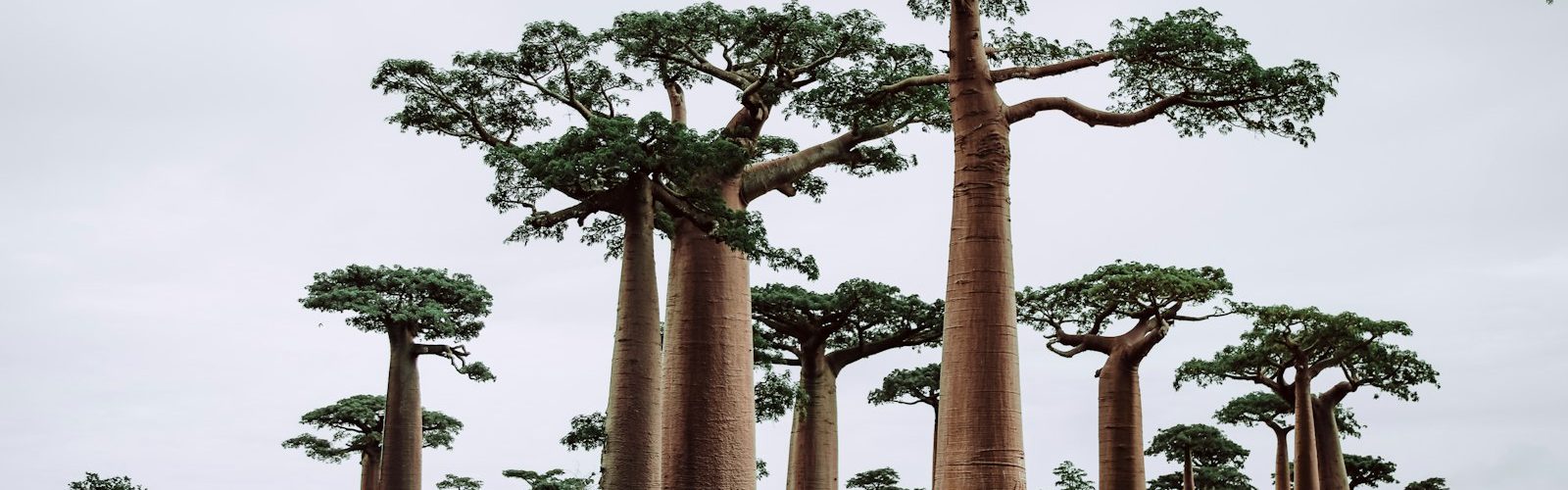 hollow trunk featured - The Faith of the Baobab Eye - The Hollow — What the Baobab Keeps Inside