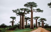 hollow trunk featured - The Faith of the Baobab Eye - The Hollow — What the Baobab Keeps Inside