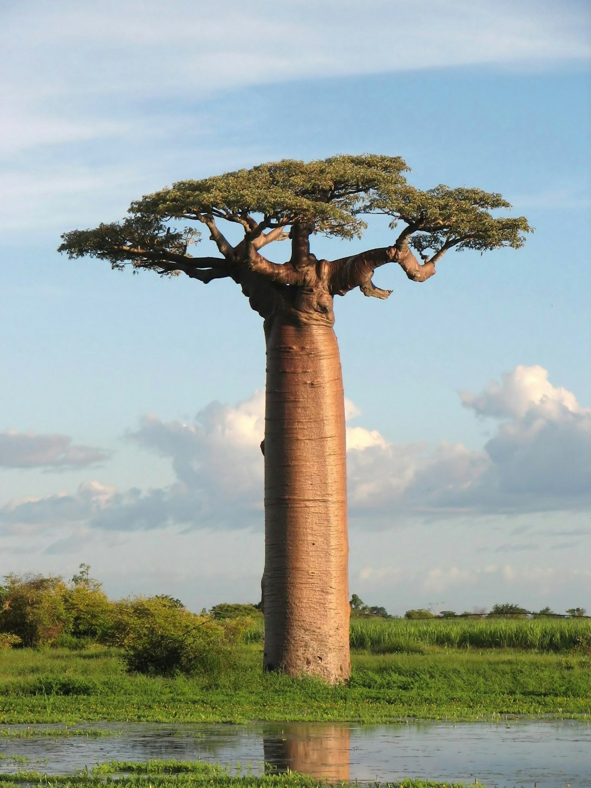 The broad trunk of an old tree standing in grass