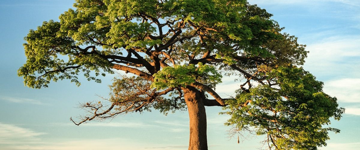 seed featured - The Faith of the Baobab Eye - The Seed — What the Tree Was Before It Was a Tree seed featured - The Faith of the Baobab Eye - The Seed — What the Tree Was Before It Was a Tree