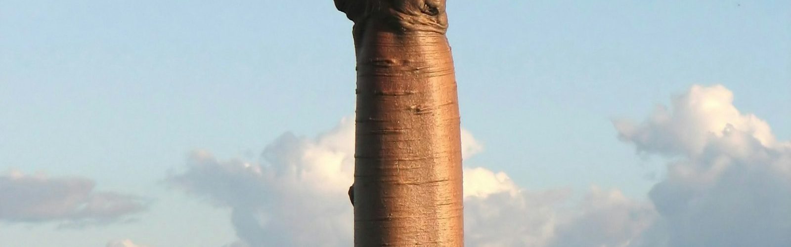bark featured - The Faith of the Baobab Eye - The Bark — What Comes Back After It Is Taken