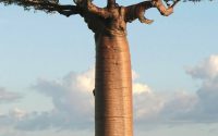 bark featured - The Faith of the Baobab Eye - The Bark — What Comes Back After It Is Taken