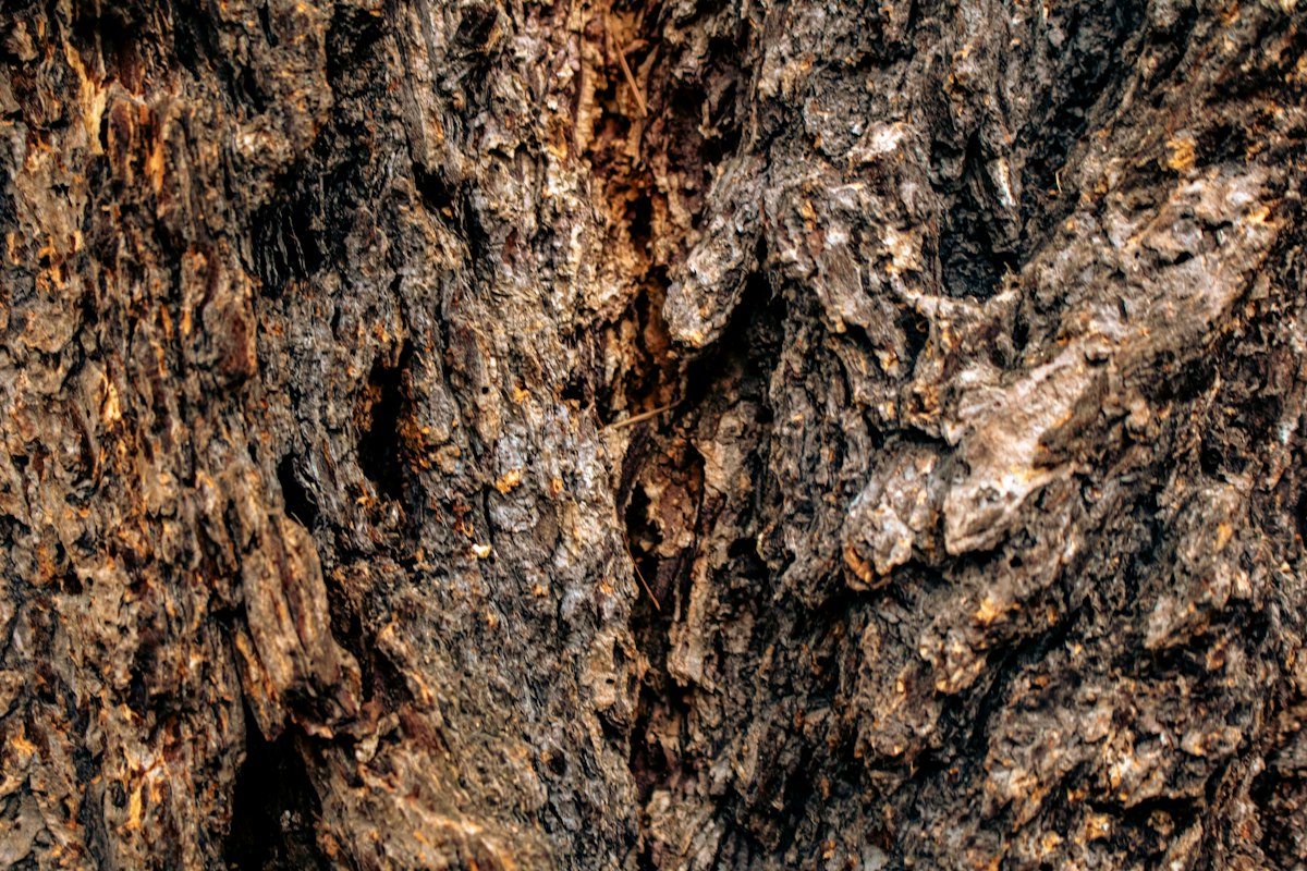 Close-up of rough tree bark with deep cracks and ridges