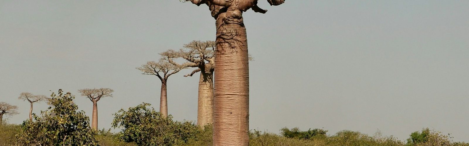 rings featured - The Faith of the Baobab Eye - The Rings — What the Baobab Keeps of Its Years