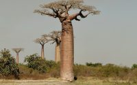 rings featured - The Faith of the Baobab Eye - The Rings — What the Baobab Keeps of Its Years