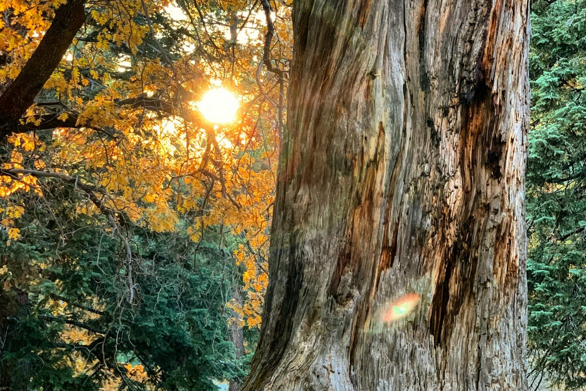 An old tree trunk beside still water, its surface worn and darkened by decades of weather