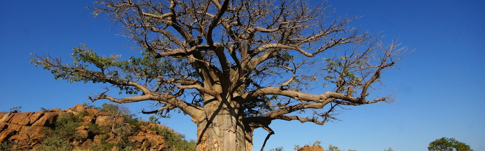 shade featured - The Faith of the Baobab Eye - The Shade — What the Tree Gives to Whoever Arrives shade featured - The Faith of the Baobab Eye - The Shade — What the Tree Gives to Whoever Arrives
