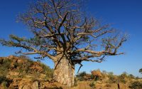 shade featured - The Faith of the Baobab Eye - The Shade — What the Tree Gives to Whoever Arrives