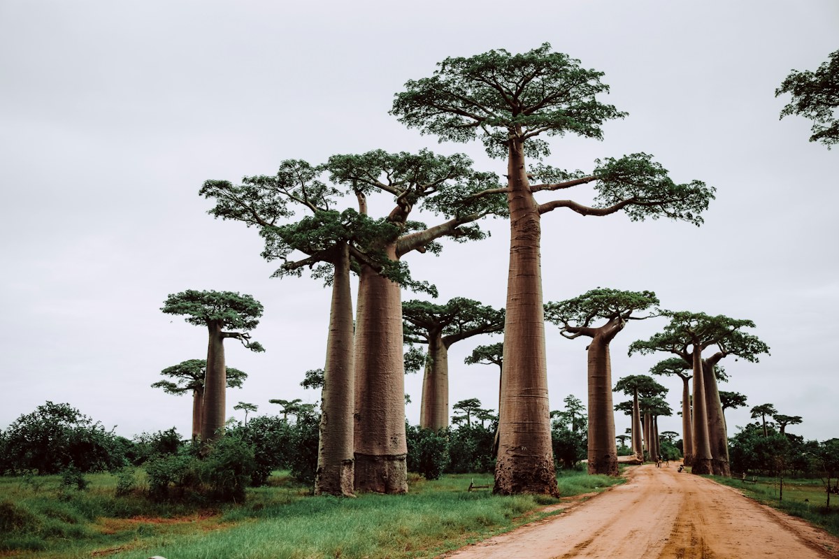 shade inline - The Faith of the Baobab Eye - The Shade — What the Tree Gives to Whoever Arrives A row of baobab trees beside a dirt road, wide canopies casting shade