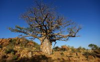 upside tree featured - The Faith of the Baobab Eye - The Upside-Down Tree — What Grows From Being Planted Wrong