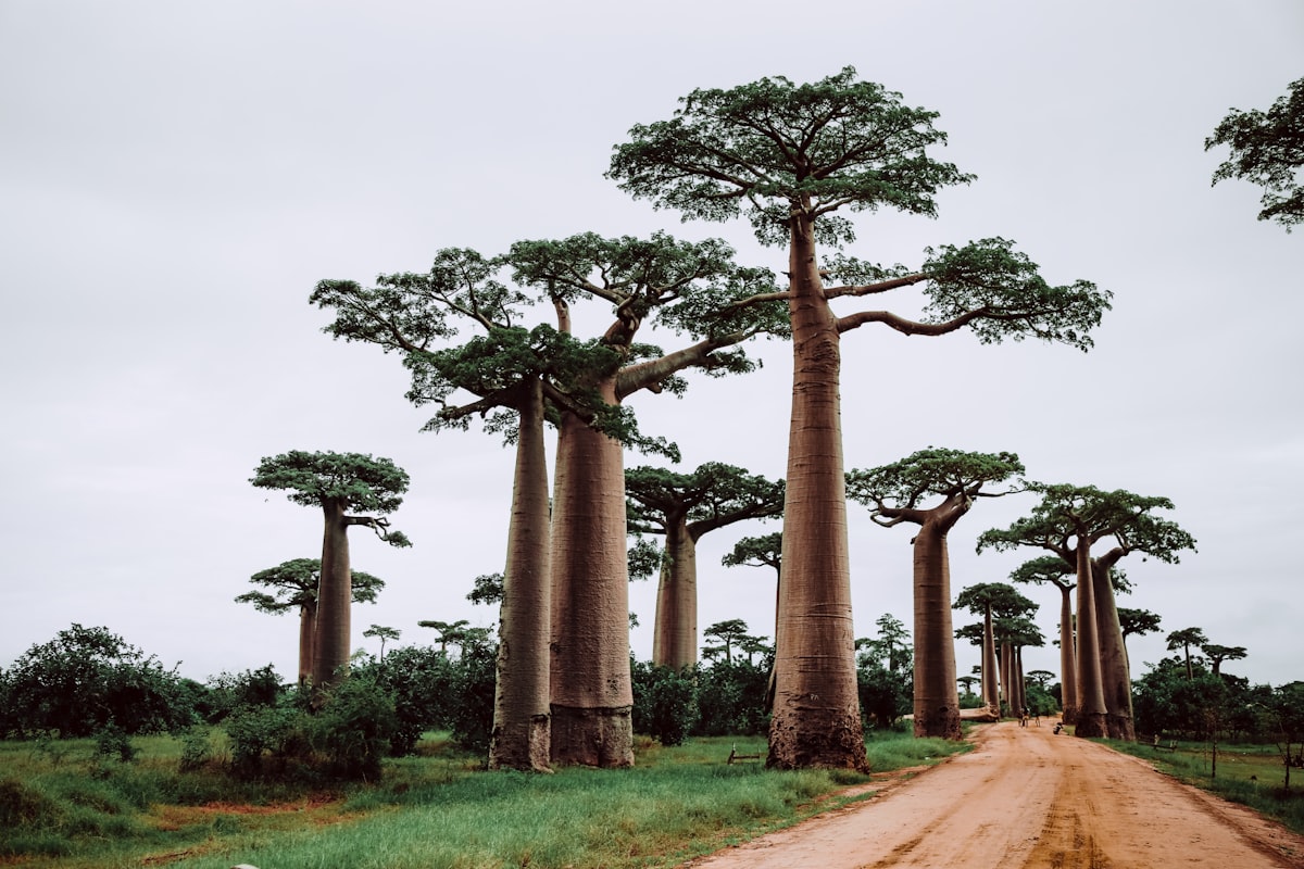 A road winding through a grove of tall baobab trees