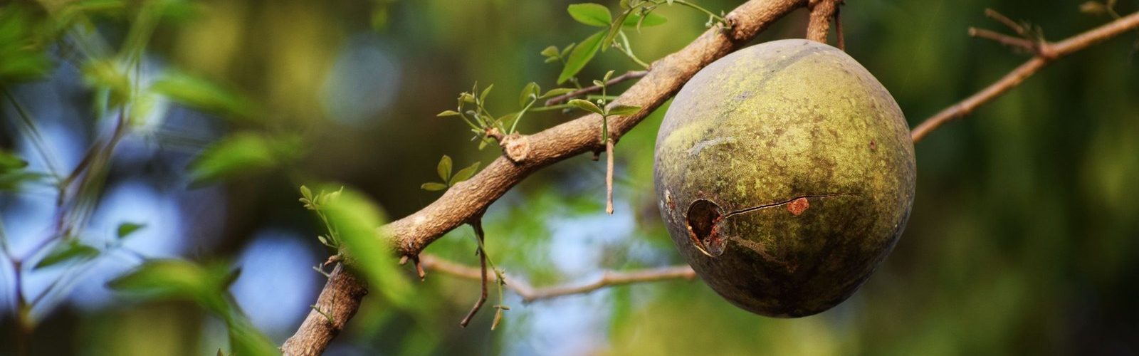 A single baobab fruit hanging from a branch among green leaves