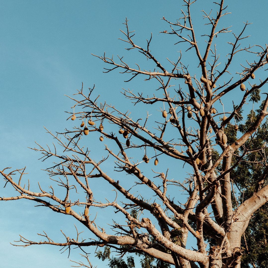 A bare tree with fruit hanging from its branches against a clear blue sky