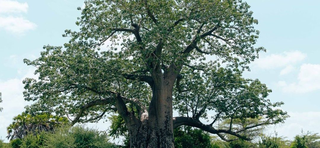 A baobab tree in full green leaf, its broad crown spread against a bright sky