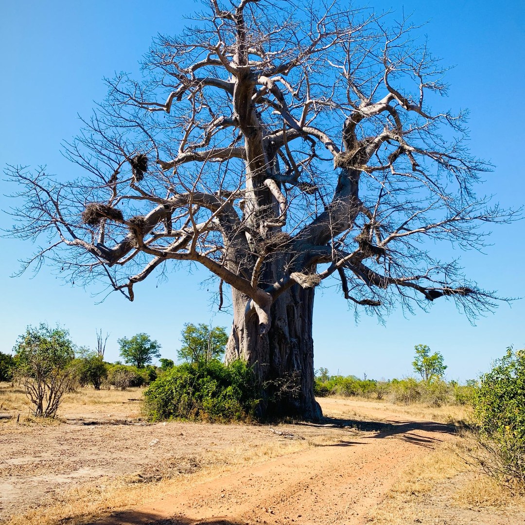 A bare old baobab hung with bird nests, standing over a dirt track in dry savanna