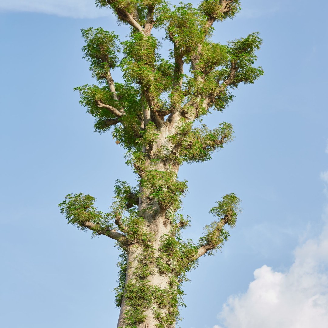 A leafless baobab seen from below, its branches reaching up against a clear sky