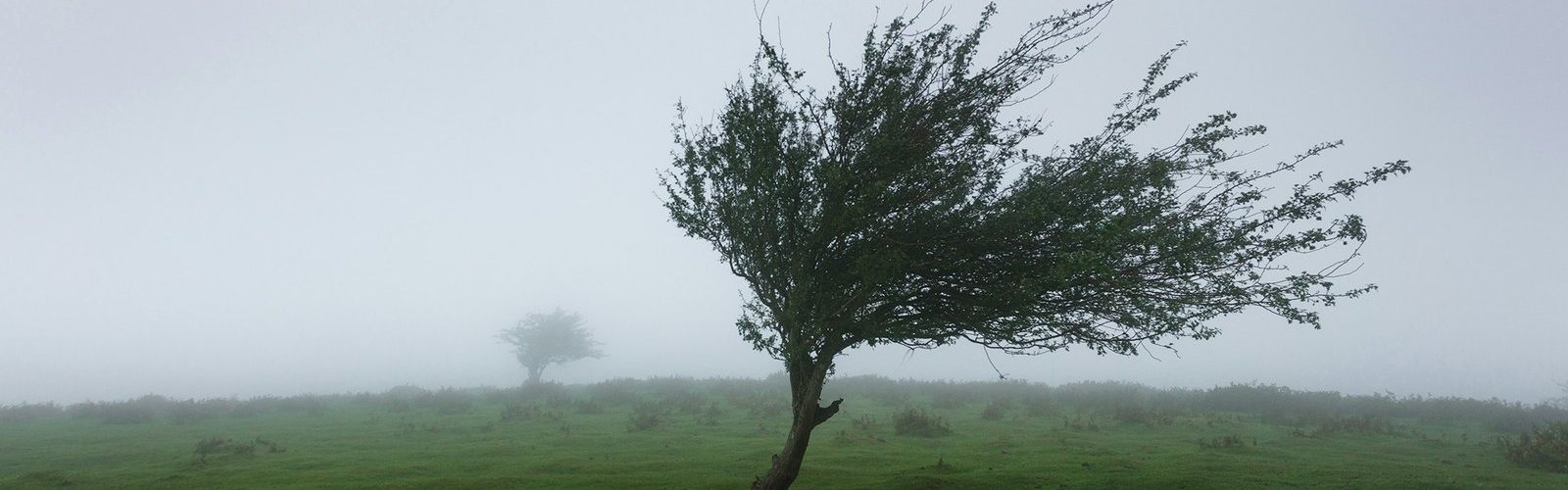 wind featured - The Faith of the Baobab Eye - The Wind — What the Tree Does When It Cannot Hold Still wind featured - The Faith of the Baobab Eye - The Wind — What the Tree Does When It Cannot Hold Still