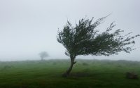 wind featured - The Faith of the Baobab Eye - The Wind — What the Tree Does When It Cannot Hold Still